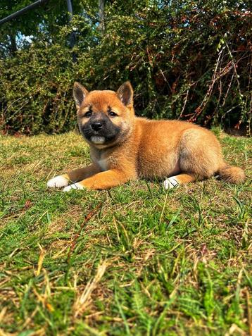 Shiba-inu eigen fok,Belgisch=puur vertrouwen  beschikbaar voor biedingen