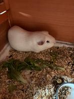 Lieve cavia, Mannelijk, Cavia, Na 1 juli 2024, Tam