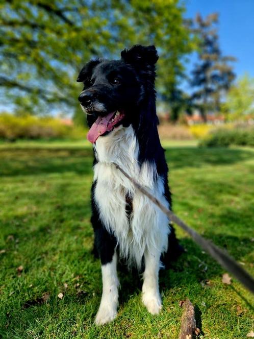 Border Collie Pepper zoekt een goed thuis, Dieren en Toebehoren, Honden | Herdershonden en Veedrijvers, Reu, Collie, Particulier