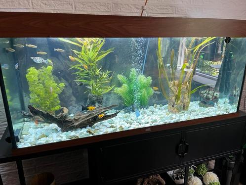 Aquarium, Dieren en Toebehoren, Vissen | Aquaria en Toebehoren, Zo goed als nieuw, Grind, Zand of Voedingsbodem, Ophalen