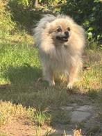 Mooi pomeriaan teefje, Overige rassen, CDV (hondenziekte), Teef, Eén hond