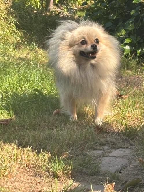 Mooi pomeriaan teefje, Dieren en Toebehoren, Honden | Poolhonden, Keeshonden en Oertypen, Teef, Overige rassen, Fokker | Hobbymatig