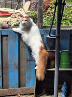 Maine Coon kater    Herplaatser, Kater, Met stamboom