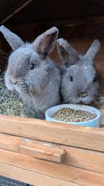 Konijnen, Dieren en Toebehoren, Mannelijk, 0 tot 2 jaar