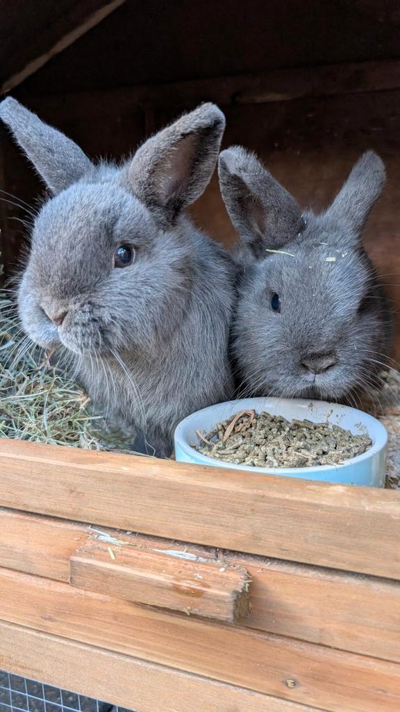 Konijnen, Dieren en Toebehoren, Konijnen, Mannelijk, 0 tot 2 jaar