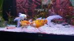 Gezocht: Nieuw thuis voor onze 3 goudvissen, Dieren en Toebehoren, Vissen | Aquariumvissen, Vis, Zoetwatervis