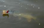 Snoekstreamers met een dubbele Magnum (Tiger Barred) staart, Watersport en Boten, Ophalen, Nieuw, Complete set