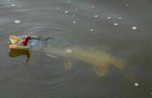 Snoekstreamers met een dubbele Magnum (Tiger Barred) staart, Watersport en Boten, Hengelsport | Roofvissen, Nieuw, Complete set