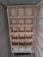 Duivinnen kast, Dieren en Toebehoren, Meerdere dieren, Postduif