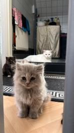 KITTENS BRITSE KORT/LANGHAAR, Dieren en Toebehoren, Katten en Kittens | Dekkaters, 0 tot 2 jaar