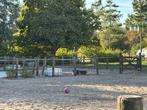 Stalling en weidegang zomer, Dieren en Toebehoren, Stalling en Weidegang, Weidegang