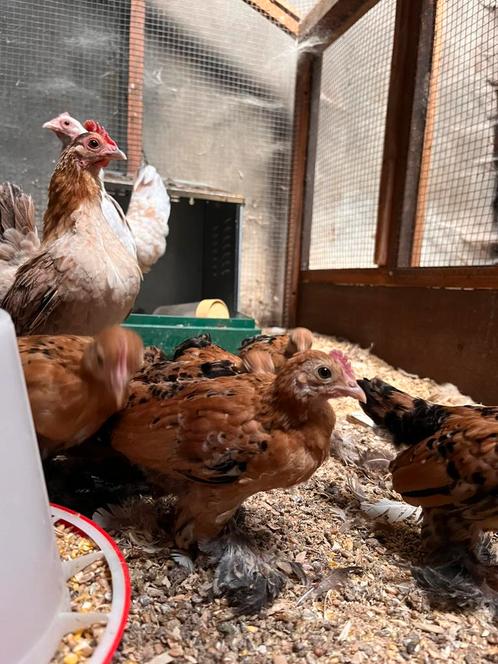 Sabelpoot haantje, Dieren en Toebehoren, Pluimvee, Kip, Meerdere dieren