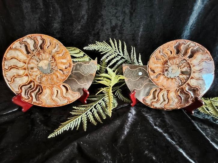 Ammoniet Paar - 2.2 kg - Madagaskar afmetingen 22 cm x 19 cm, Verzamelen, Mineralen en Fossielen, Fossiel, Ophalen of Verzenden
