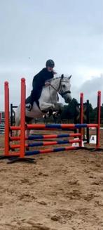 Geweldige 13 jarige allrounder merrie tekoop, Dieren en Toebehoren, Springpony, L, 11 jaar of ouder, D pony (1.37m tot 1.48m)