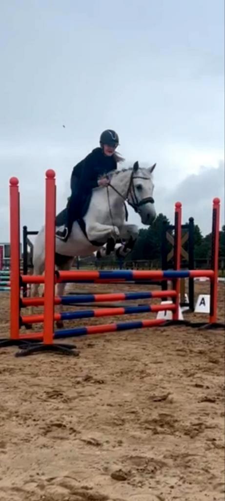 Geweldige 13 jarige allrounder merrie tekoop, Dieren en Toebehoren, Pony's, Merrie, L, D pony (1.37m tot 1.48m), Springpony, 11 jaar of ouder