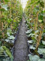 Hedera hibernica klimop 180 cm!!, In pot, Bloeit niet, Halfschaduw, 100 tot 250 cm