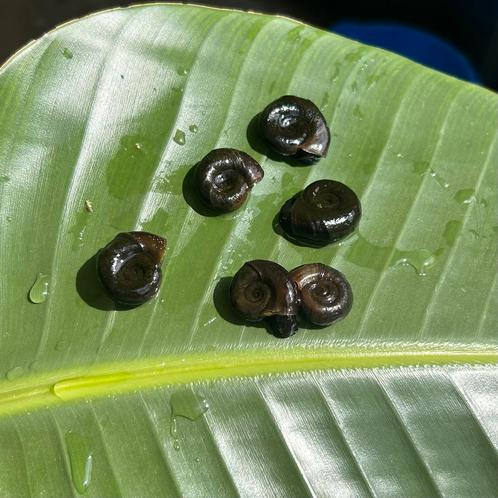 Grote Posthoornslakken tegen Algen in de vijver., Tuin en Terras, Vijvers, Nieuw, Ophalen of Verzenden