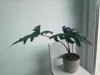 Alocasia Jacklyn, Huis en Inrichting, Kamerplanten, Ophalen