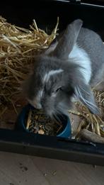 Lief konijntje gratis, Dieren en Toebehoren, Konijnen, Mannelijk