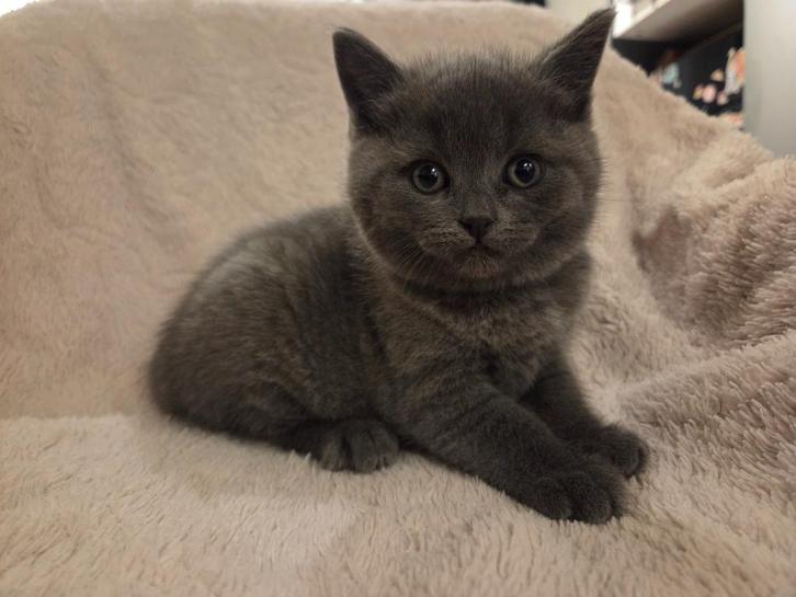 Britse korthaar kittens, Dieren en Toebehoren, Katten en Kittens | Raskatten | Korthaar, Meerdere dieren, 0 tot 2 jaar, Ontwormd