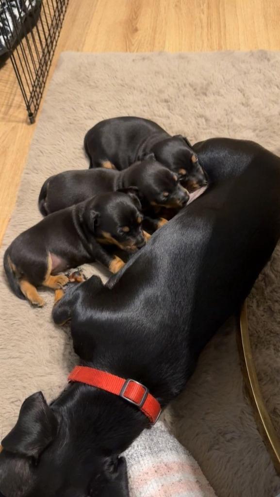 Jack Russel Pups, Dieren en Toebehoren, Honden | Chihuahua's en Gezelschapshonden, Teef, Overige rassen, Particulier, Meerdere