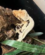 Extreem Lilly white wimpergekko, ciliatus, Hagedis, 0 tot 2 jaar