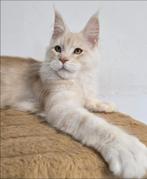 Maine Coon Zan Male Aldona's Gift *PL, Dieren en Toebehoren, Kater, Ontwormd