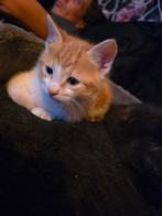 Kittens, Meerdere dieren