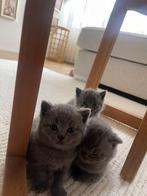 Britse Korthaar Kittens✅, Dieren en Toebehoren, Katten en Kittens | Raskatten | Korthaar, Poes, Ontwormd, 0 tot 2 jaar