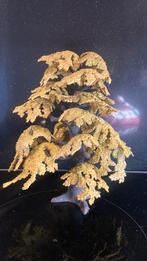 Schleich kleine Eik (30651), Ophalen of Verzenden, Zo goed als nieuw