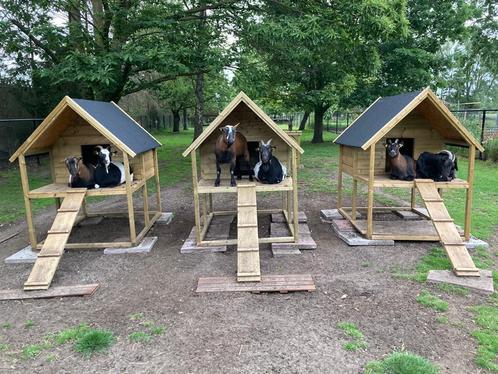 geitenhokken, Dieren en Toebehoren, Overige Dieren-accessoires, Nieuw, Ophalen of Verzenden