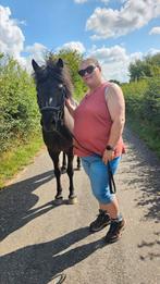 Gezocht: stevige paard/pony, Ophalen