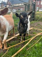 Mooi hoornloos geitenbokje, Dieren en Toebehoren, Mannelijk, Geit