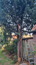 Taxus hout (draaihout) alle drie bomen worden nog geveld., Doe-het-zelf en Verbouw, Hout en Planken, Ophalen, Overige houtsoorten