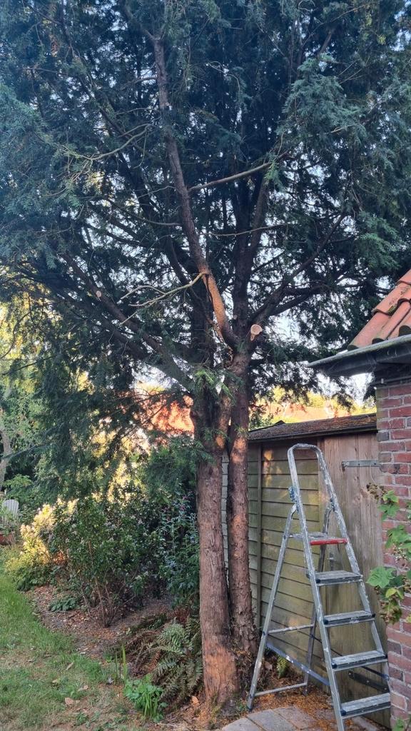 Taxus hout (draaihout) alle drie bomen worden nog geveld., Doe-het-zelf en Verbouw, Hout en Planken, Overige typen, Overige houtsoorten