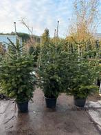 Nordman kerstbomen met wortels in pot hoog 175 cm pst 24,95, Tuin en Terras, Planten | Bomen, Ophalen, Bloeit niet, In pot, Volle zon