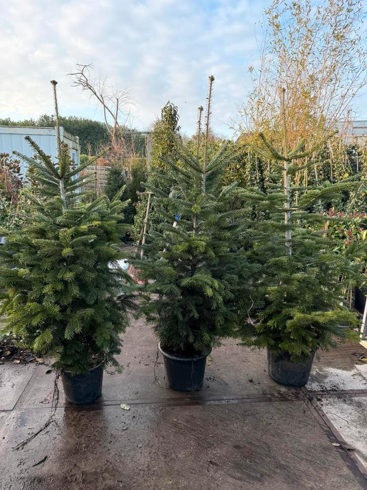 Nordman kerstbomen met wortels in pot hoog 175 cm pst 24,95, Tuin en Terras, Planten | Bomen, Volle zon, Bloeit niet, In pot, Ophalen