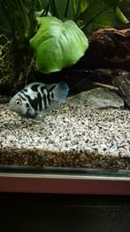 Gratis polar blue parrot koppel, Vis