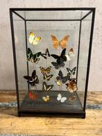 Mooie grote vitrine met opgezette vlinders, Verzamelen, Dierenverzamelingen, Nieuw, Opgezet dier, Ophalen, Insect