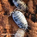 Porcellio laevis "Dairy Cow", Overige soorten