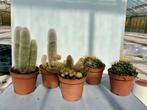 5 Verschillende Cactussen in Pot/ 5 voor €10!!, Ophalen of Verzenden, Minder dan 100 cm, In pot, Cactus