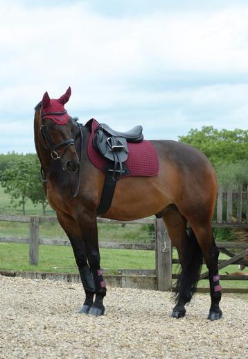 Weatherbeeta Prime dekje Maroon, Full Dressuur, VZH, Spring beschikbaar voor biedingen