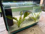 Aquarium, Dieren en Toebehoren, Ophalen, Zo goed als nieuw, Gevuld zoetwateraquarium