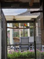 Diverse parkieten, Dieren en Toebehoren, Vogels | Parkieten en Papegaaien, Meerdere dieren, Parkiet, Geringd