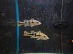Cichla blue azul piquiti ., Vis, Zoetwatervis