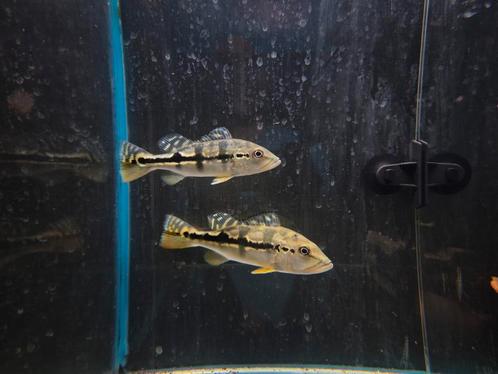 Cichla blue azul piquiti ., Dieren en Toebehoren, Vissen | Aquariumvissen, Zoetwatervis, Vis