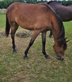 Cruzado D pony jaarling merrie, Dieren en Toebehoren, Merrie, Dressuurpony, Niet van toepassing, 0 tot 2 jaar