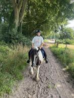 Verzorgpony paard en of shet gezocht, Ophalen of Verzenden