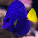 zebrasoma xanthurum, Dieren en Toebehoren, Vis
