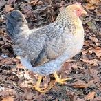 Hennen groenleggers kippen groene eieren, Dieren en Toebehoren, Pluimvee, Vrouwelijk, Kip